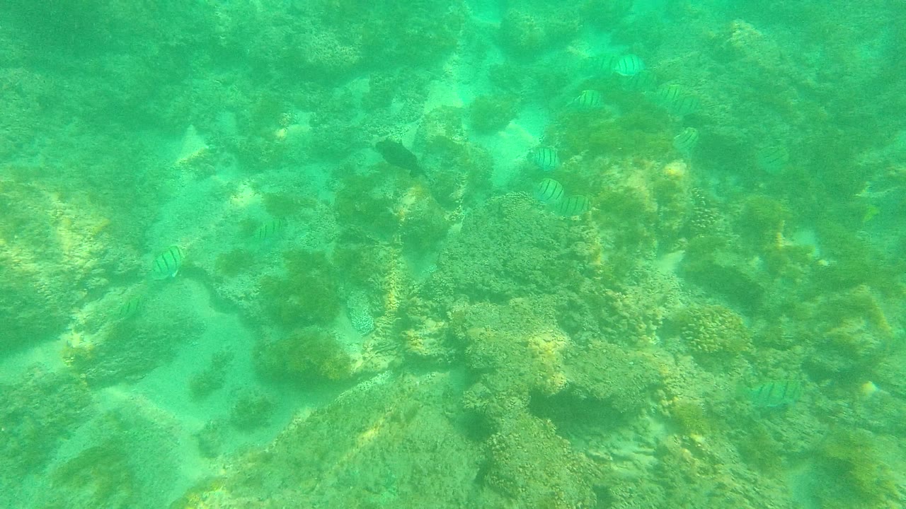 Algae-covered rocks with several small fish over a sandy seabed