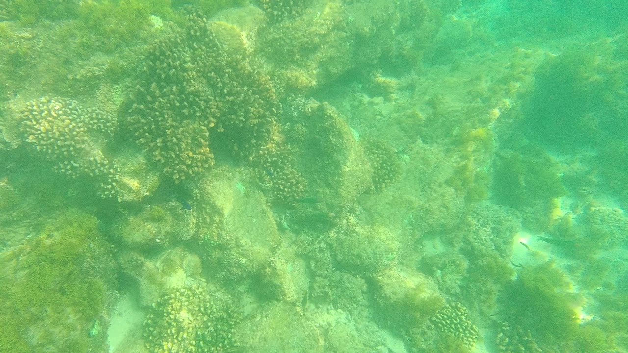 Underwater reef with coral heads, rocks, seaweed, and green water.
