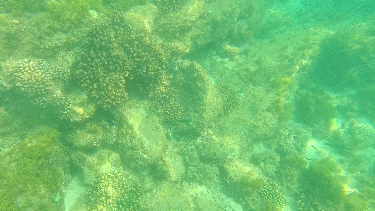 Palmilla Los Cabos underwater frame with coral formations near the upper left, rough rocks below, seaweed patches, and no visible people.