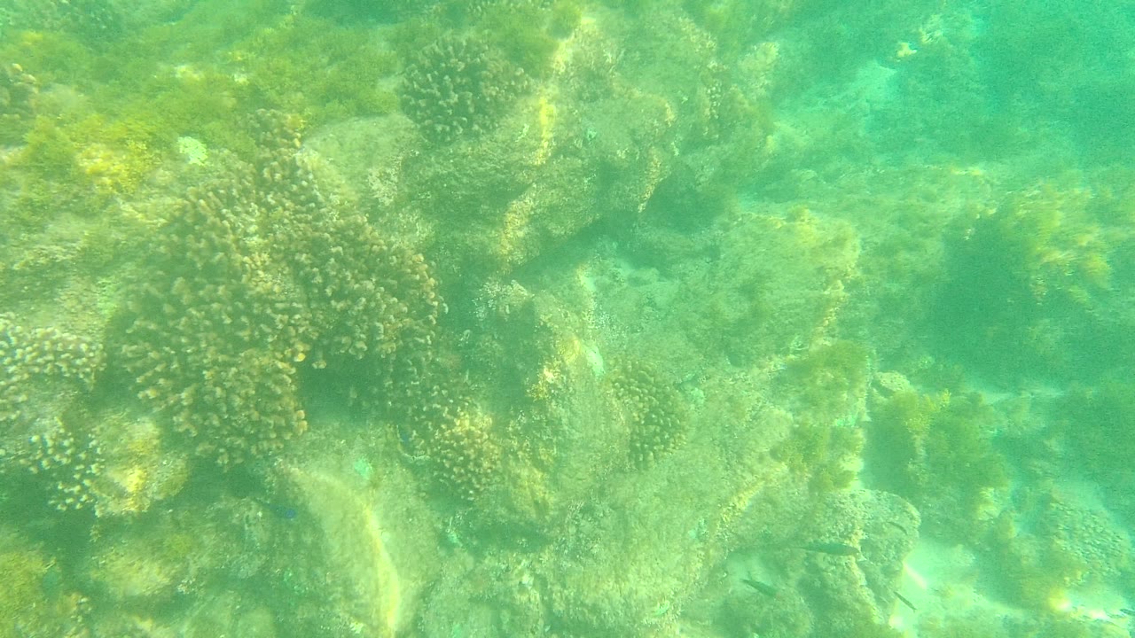 Underwater reef at Palmilla Los Cabos with coral clusters, algae-covered rocks, green water, and open sandy pockets, with no visible people.