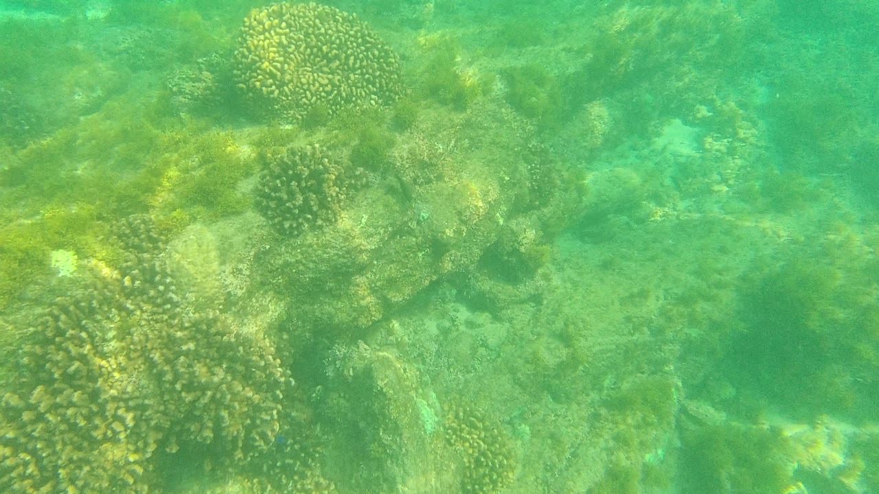 Palmilla Los Cabos reef detail with coral heads along the left side, seaweed across rocks, green-tinted water, and no visible people.