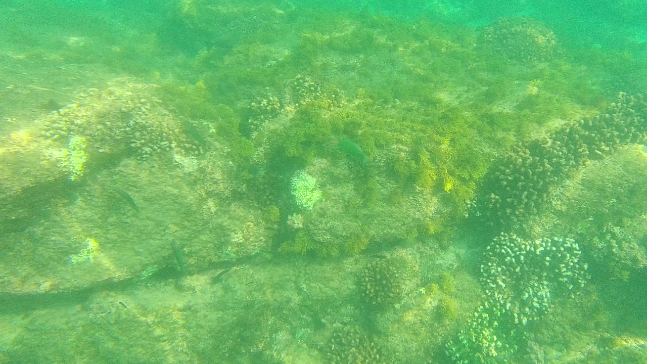 Underwater coral heads and rocks in green-blue water