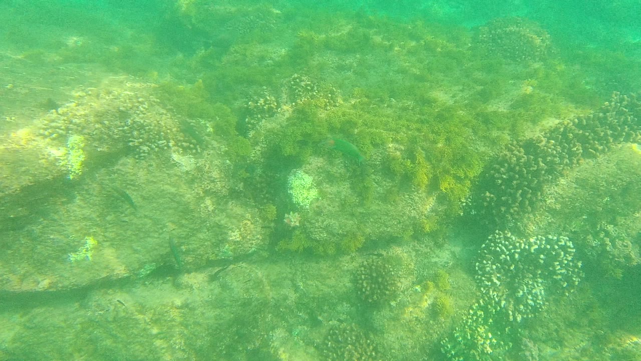 Palmilla Los Cabos reef frame with clustered coral, scattered seaweed, rocky bottom, and hazy green water with no visible people.
