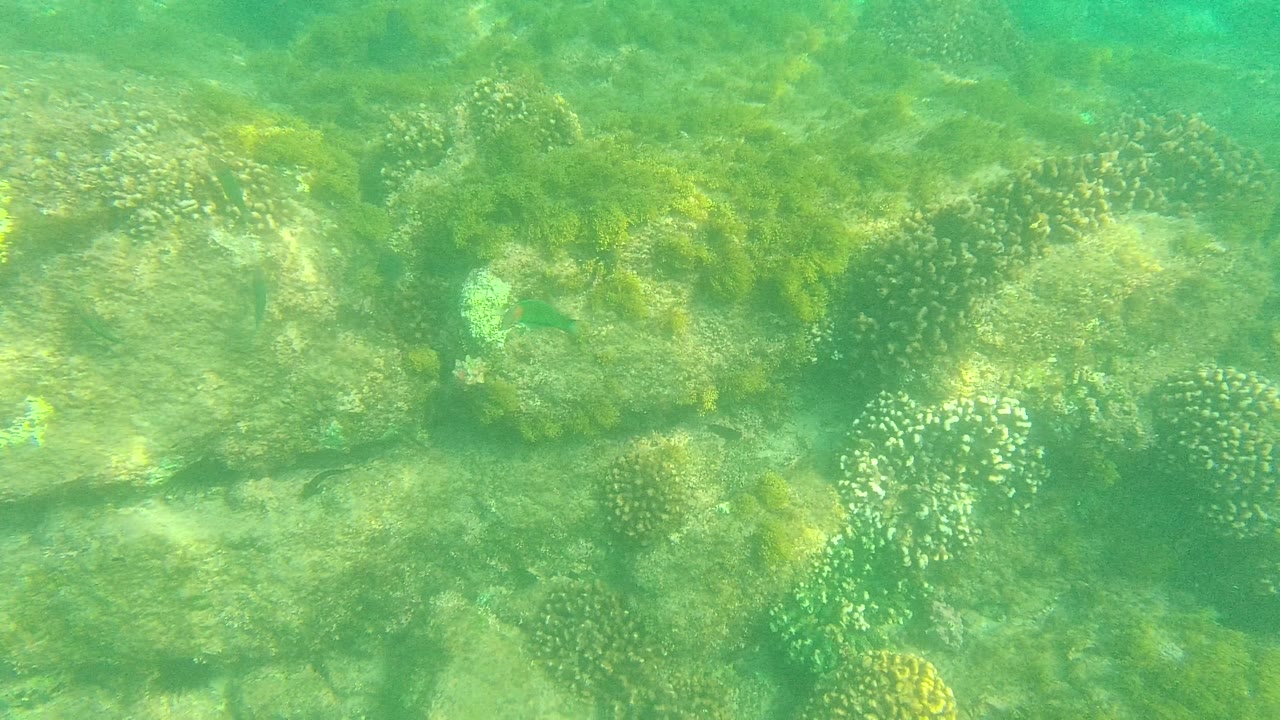Palmilla Los Cabos shallow reef view with spotted coral formations, algae-covered rocks, and soft green-blue water with no visible people.