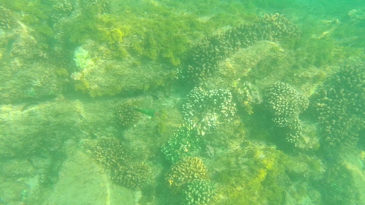 Palmilla Los Cabos underwater frame with a rocky reef ledge, rounded coral heads, seaweed, and suspended green water with no visible people.