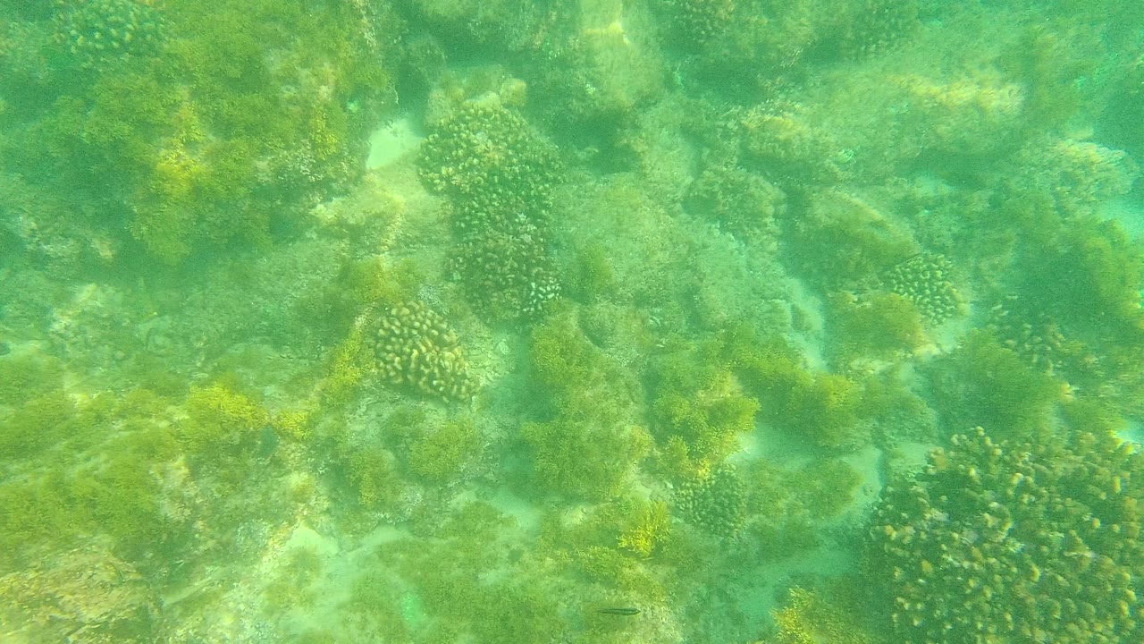 Opening underwater frame from Palmilla Los Cabos showing green clear water over a rocky seabed with coral clusters, seaweed patches, and no visible people.