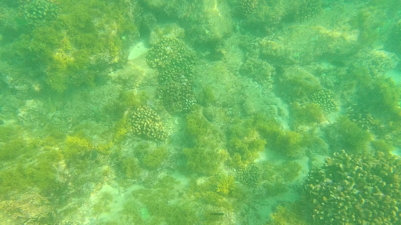 Palmilla Los Cabos underwater frame with mottled rocks, rounded coral heads, algae or seaweed growth, filtered sunlight, and no visible people.