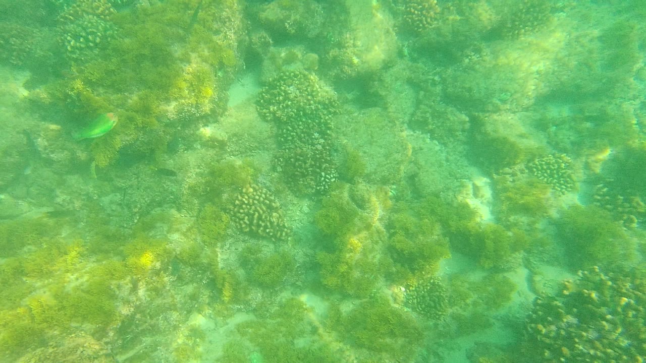 Mid-clip underwater view in Palmilla Los Cabos with coral heads, seaweed-covered rocks, a small green fish near the upper right area, and no visible people.