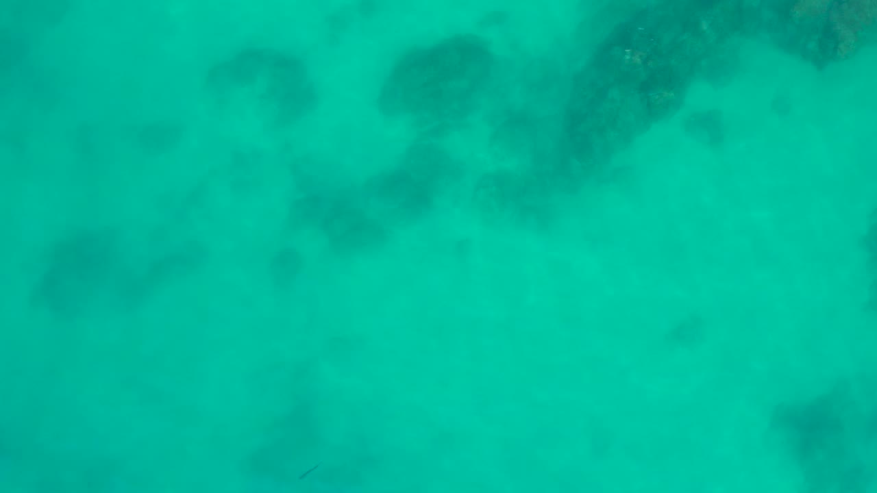 Small fish in clear turquoise water