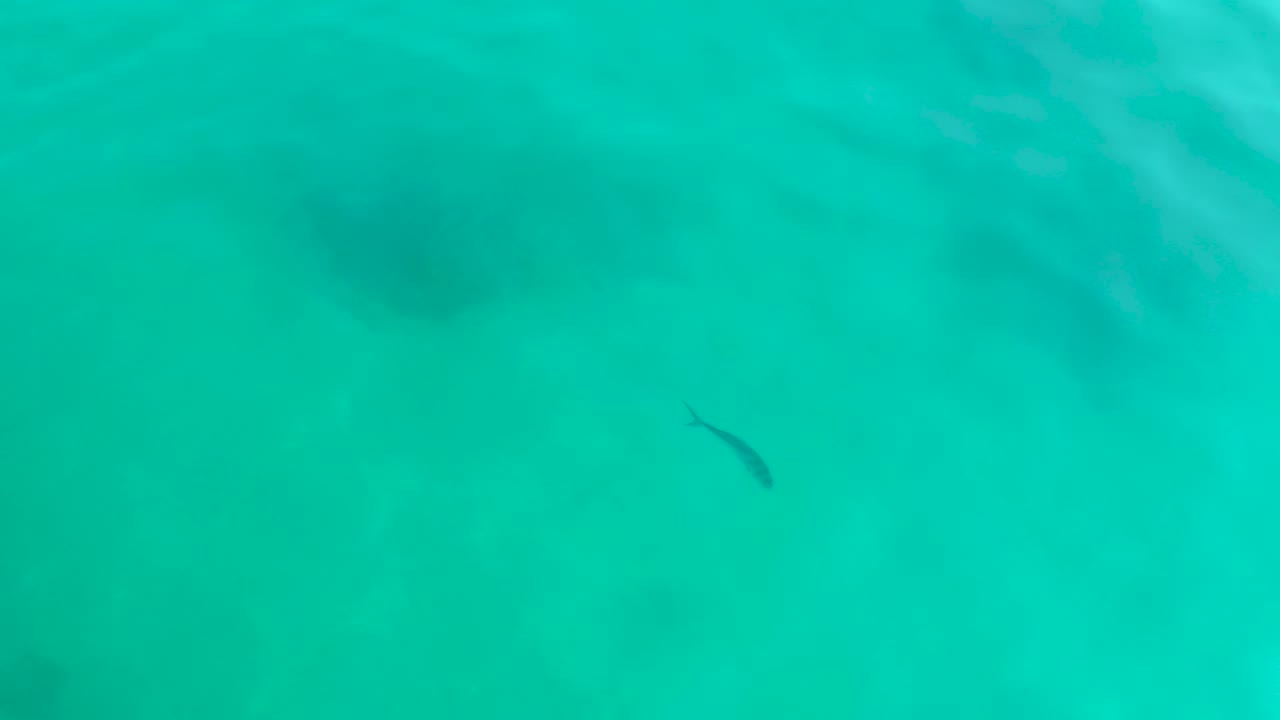 Small dark fish in turquoise shallow water