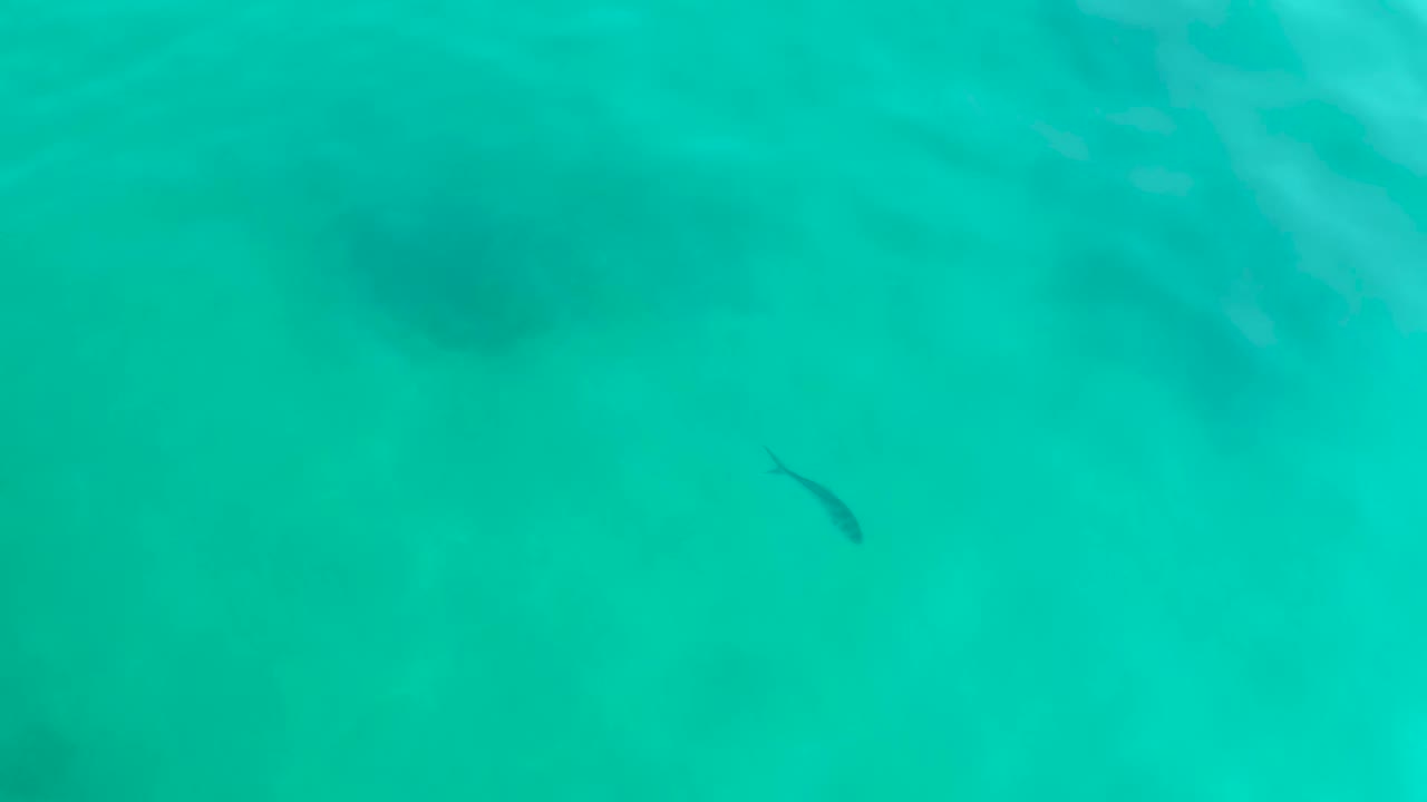 The fish is visible near the lower left area of the overhead frame, crossing clear turquoise water with soft ripples and no visible people.