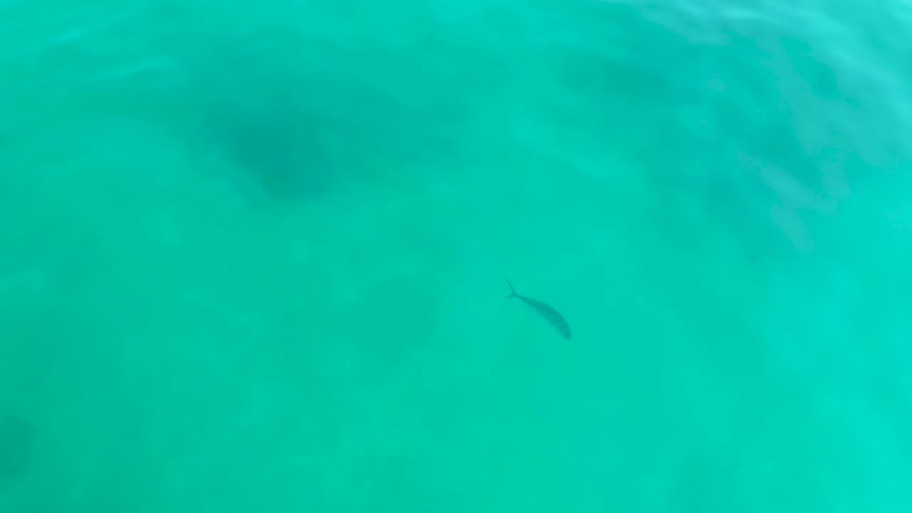 A small dark fish sits near the upper right of the turquoise frame as faint surface texture and sandy bottom remain visible at Shipwrecks Los Cabos, with no visible people.
