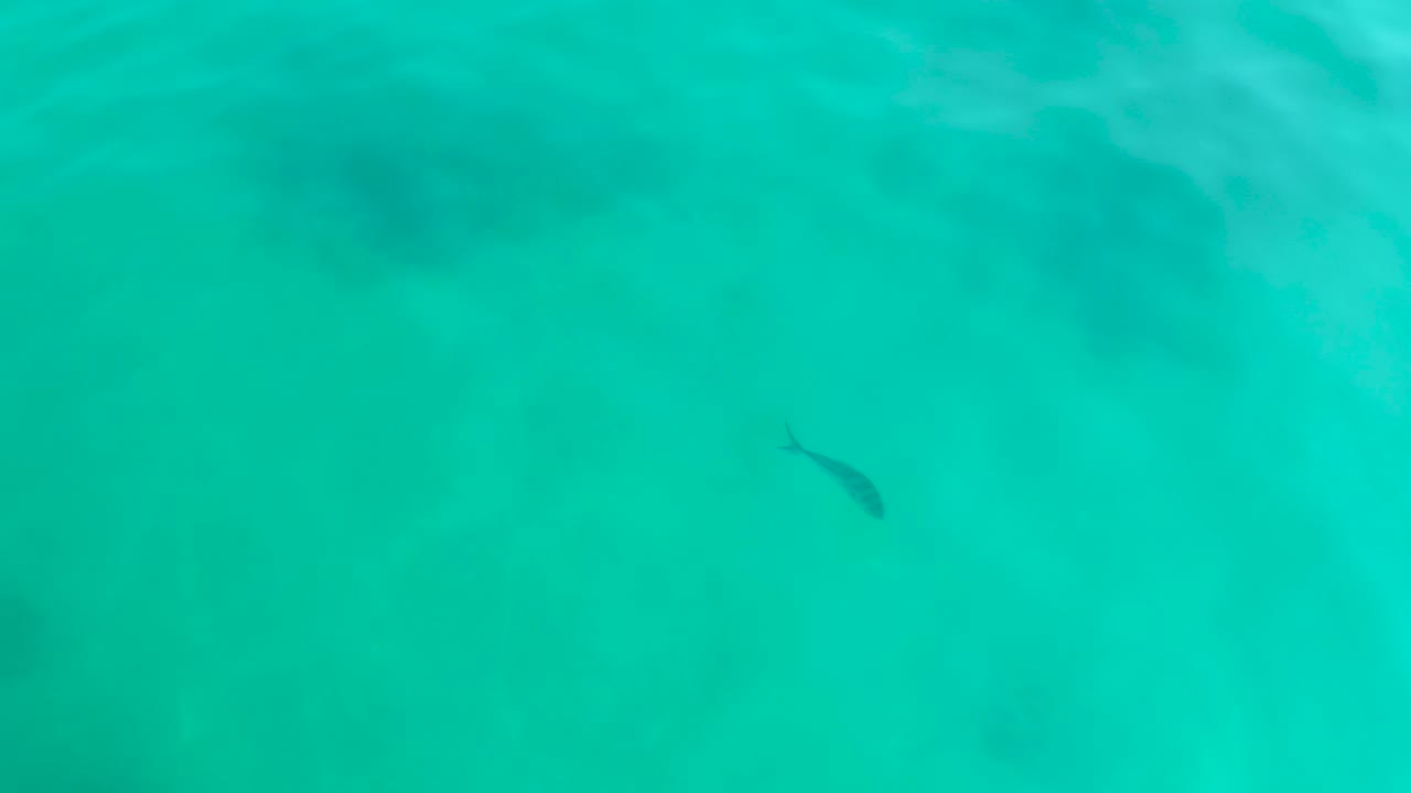 The fish appears low and left in the overhead view, with turquoise water, pale sand below, and darker underwater patches nearby, and no visible people.