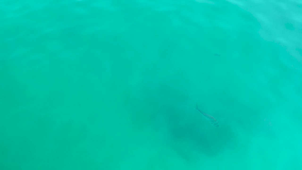 A small dark fish appears under clear turquoise water at Shipwrecks Los Cabos, with faint sandy patches and no visible people.