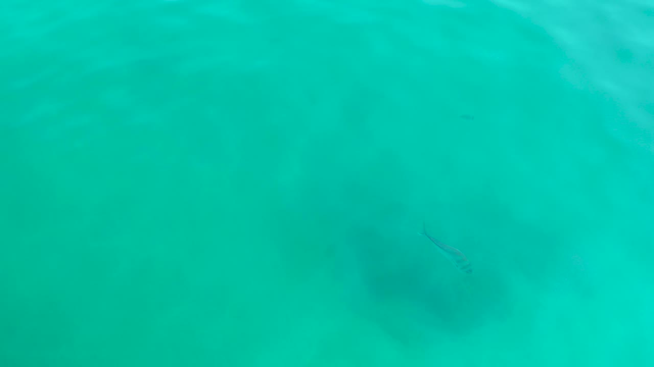 Fish moving through shallow blue-green water