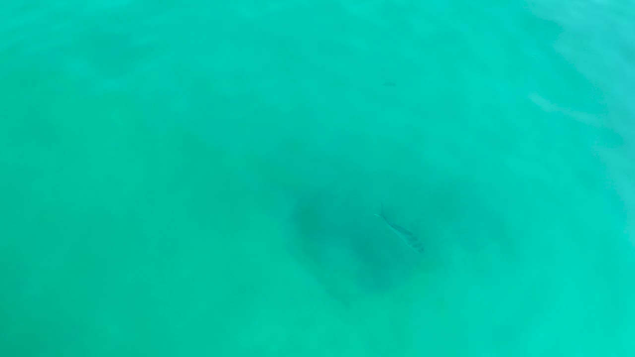 A small fish is visible near a darker underwater patch in clear turquoise water at Shipwrecks Los Cabos, with no boats, shoreline, or visible people.
