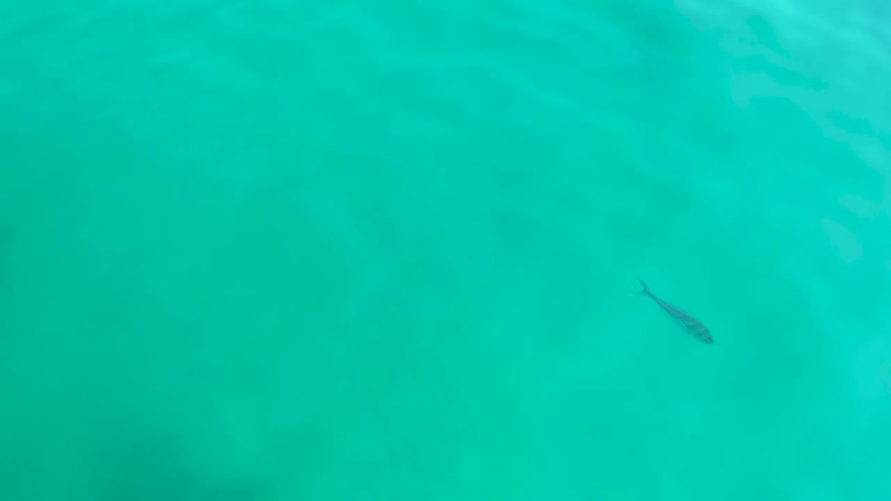 A small fish sits left of center under clear turquoise water at Shipwrecks Los Cabos, with pale ripple patterns near the surface and no visible people.