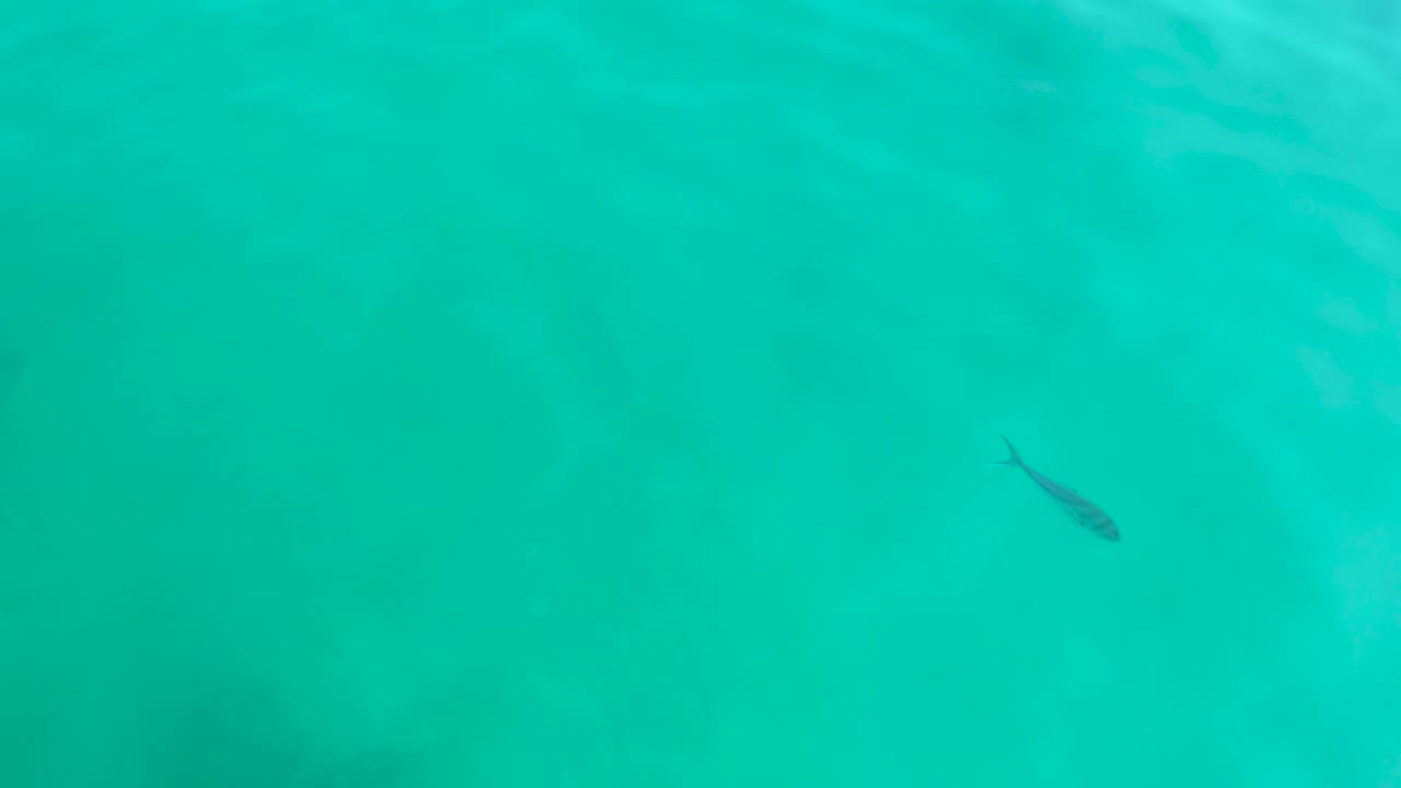 Small fish under aqua water with soft ripple patterns.