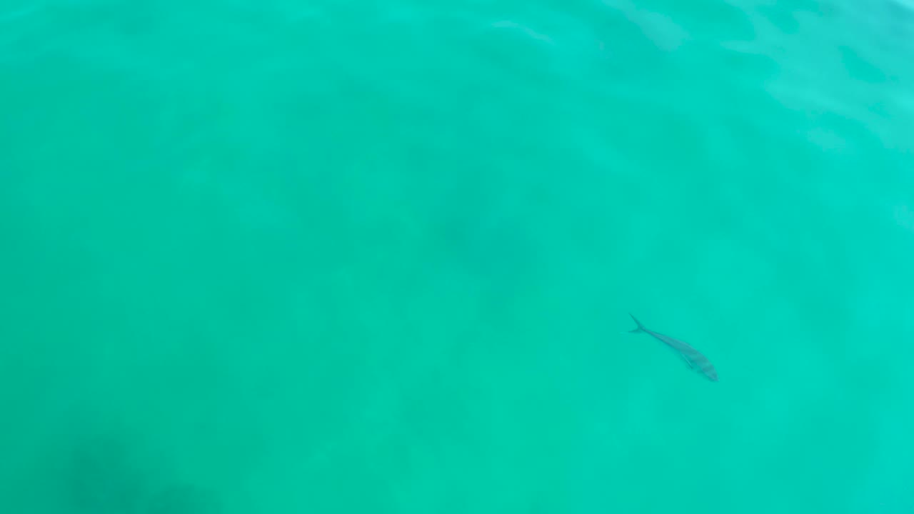 A small fish is visible toward the right side of the turquoise water at Shipwrecks Los Cabos, with faint ripples and no shore, boats, or visible people.