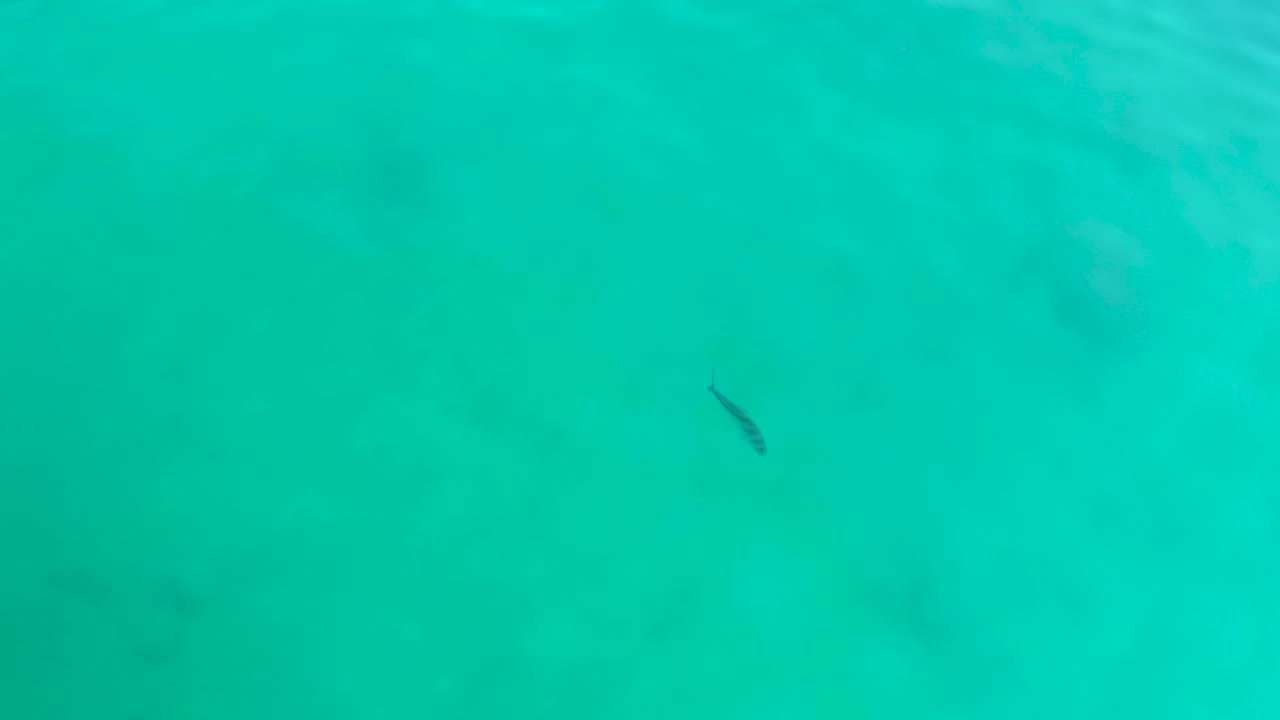 Small dark fish in clear turquoise shallow water