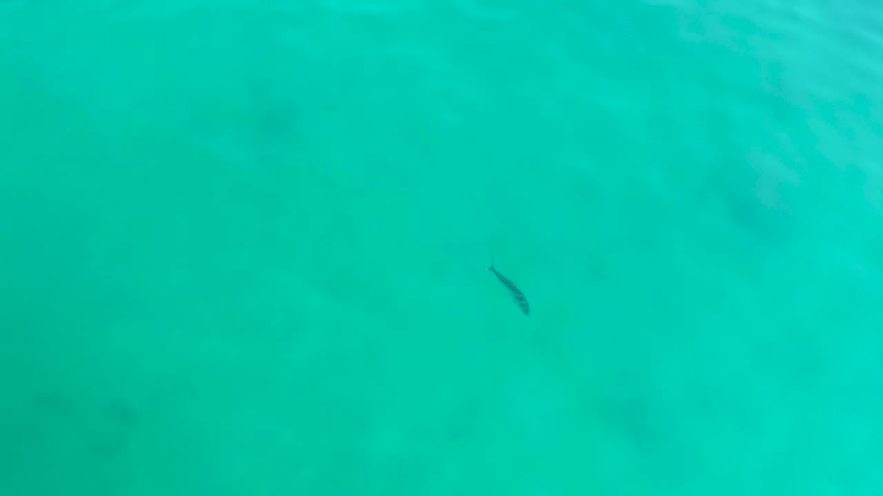At Shipwrecks Los Cabos, the small fish sits slightly left of center under turquoise water, with faint sand patches below and no visible people.