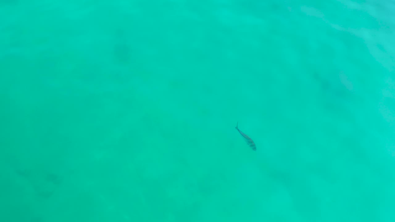 At Shipwrecks Los Cabos, the small fish appears near the upper right of the frame beneath smooth turquoise water, with no shoreline or people visible.
