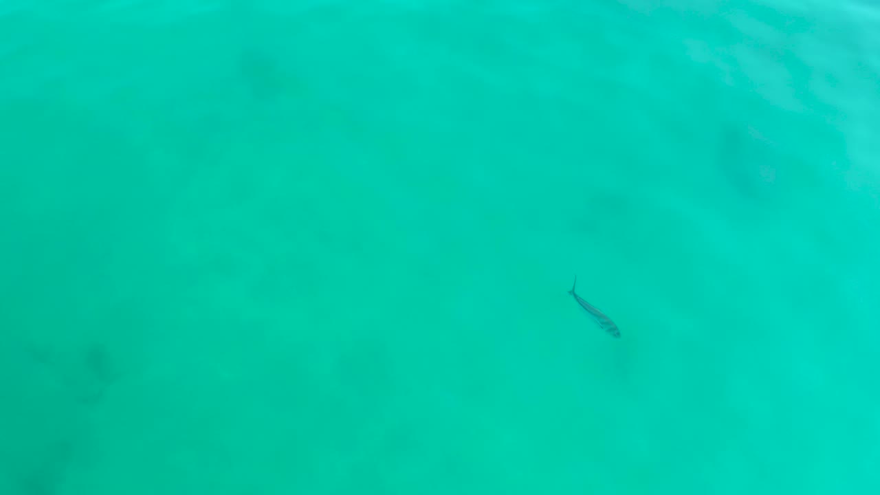 At Shipwrecks Los Cabos, the fish is lower in the frame and partly softened by the green-blue water, with sandy shallows visible and no visible people.
