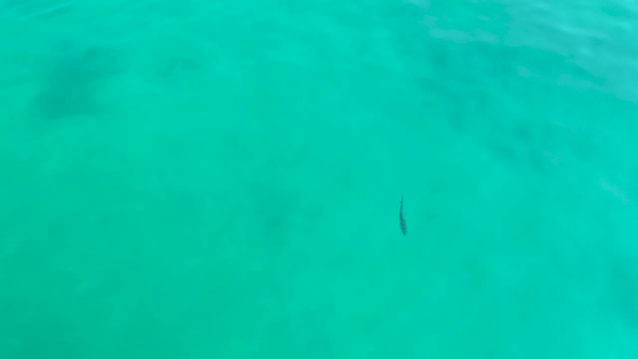 At Shipwrecks Los Cabos, a small dark fish sits near the center of clear turquoise water with faint sandy bottom texture below and no visible people.