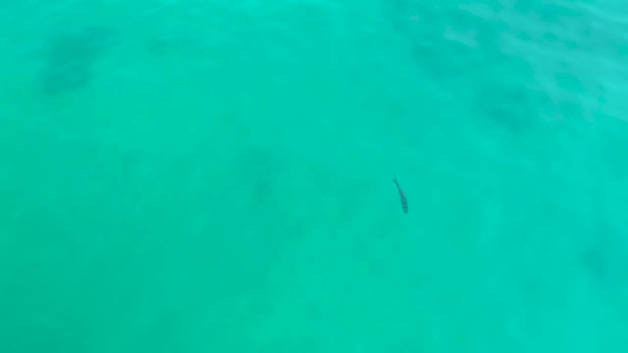 At Shipwrecks Los Cabos, the fish is near the upper portion of the frame in transparent turquoise water with diffuse darker bottom patches and no visible people.
