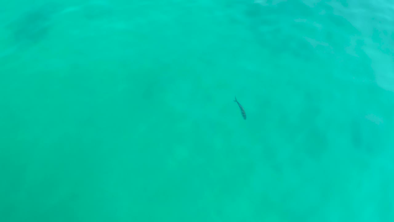 Fish over shallow turquoise water and faint bottom