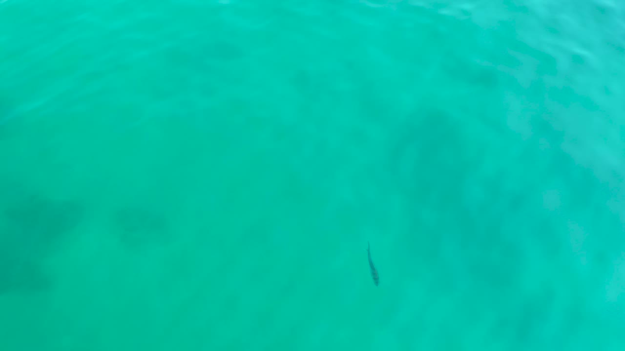 At Shipwrecks Los Cabos, a small dark fish appears low in clear turquoise water with soft submerged shadows and no visible people.