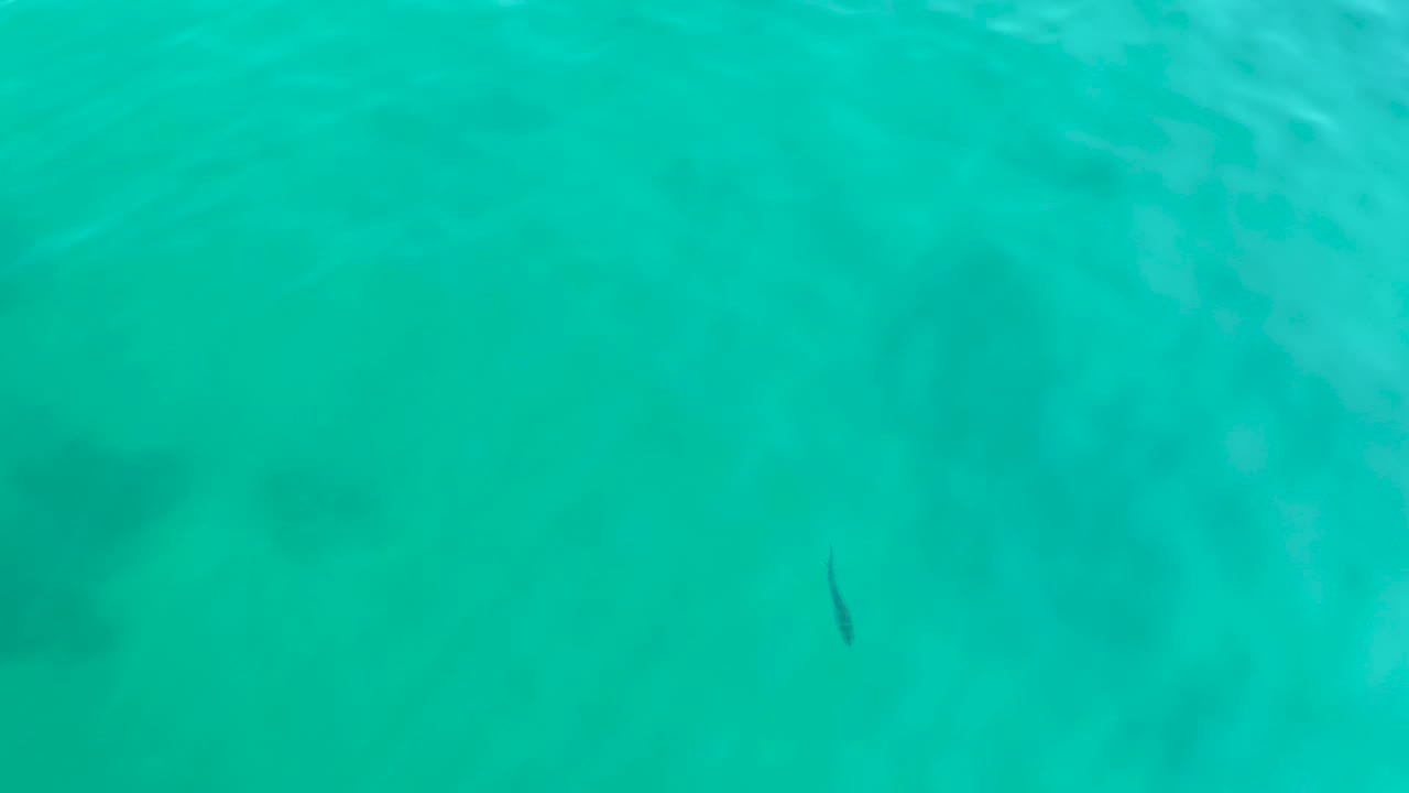 Small fish over pale turquoise water with diffuse darker patches.