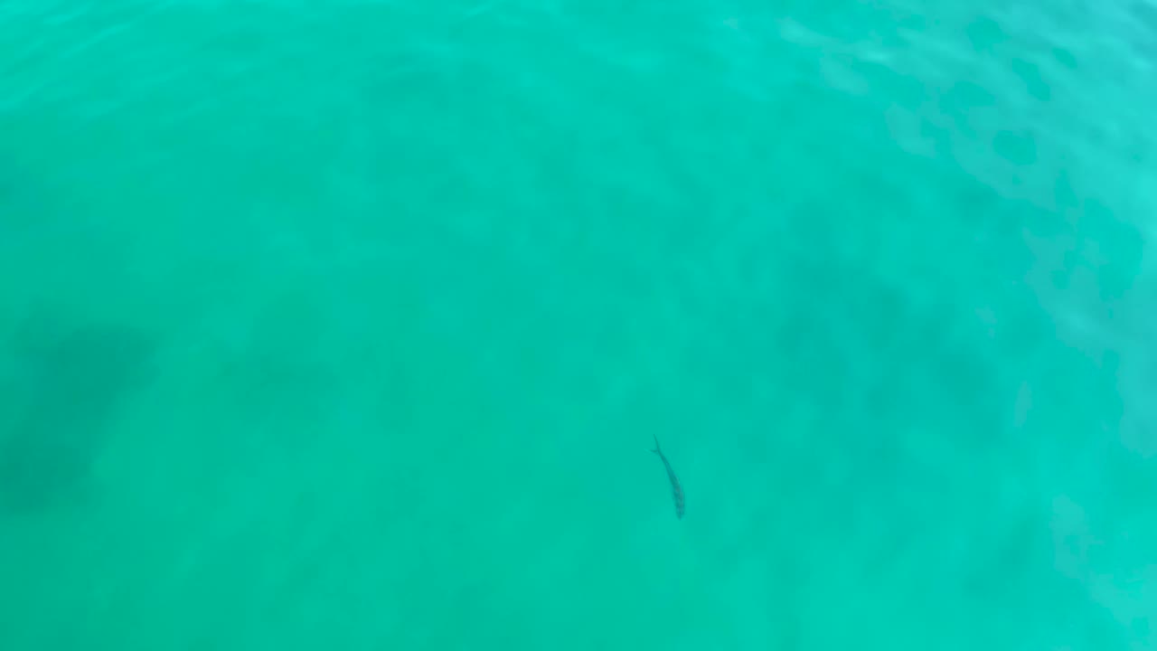 At Shipwrecks Los Cabos, the fish appears lower left in turquoise water while faint ripples and muted sandy shadows fill the frame, with no visible people.