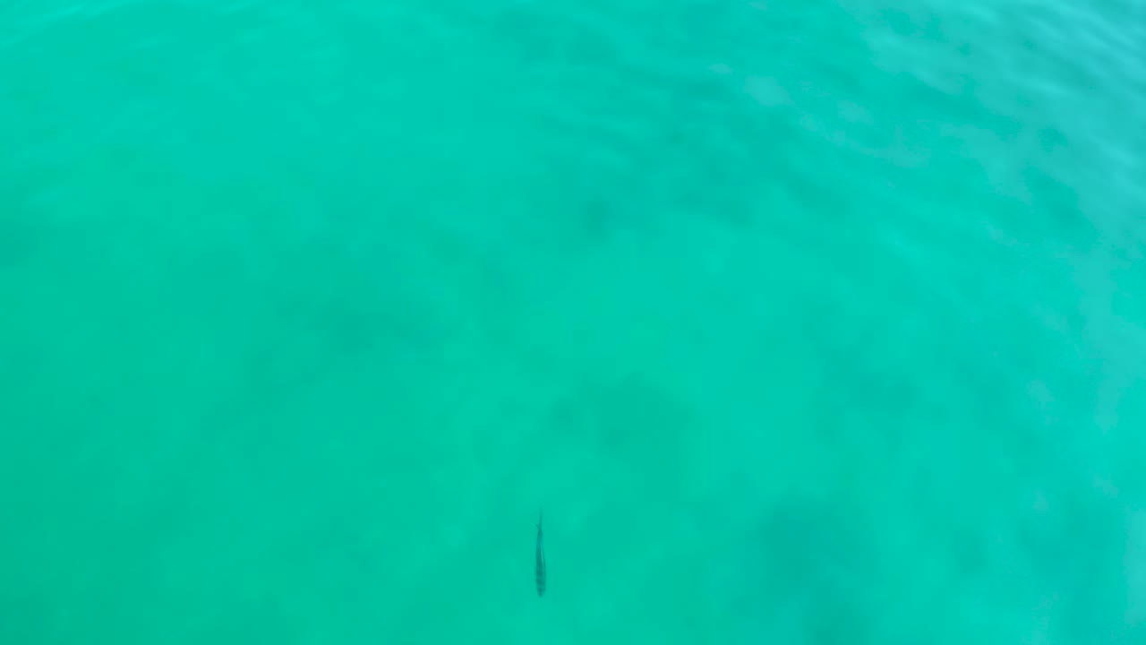 Overhead view of turquoise water at Shipwrecks Los Cabos with a small dark marine creature near the lower center and no visible people.