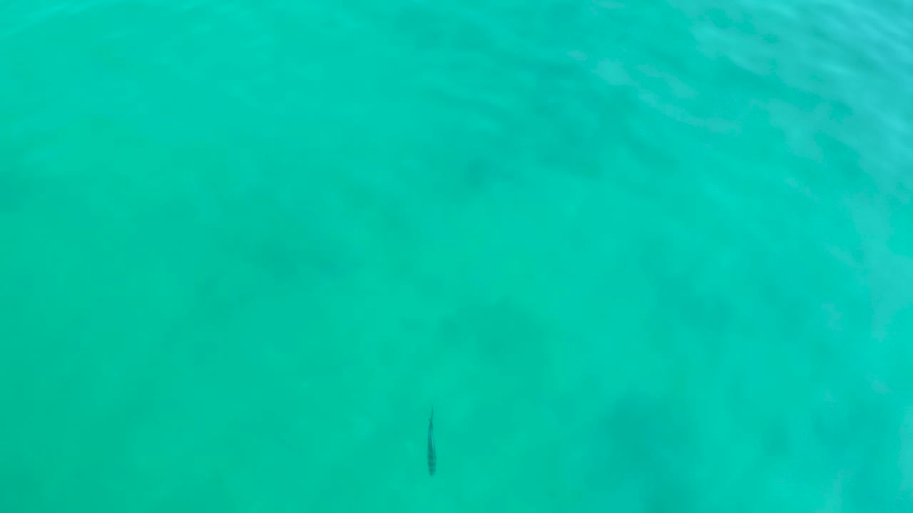 Turquoise water fills the frame at Shipwrecks Los Cabos as the small dark marine creature sits low in the image with no visible people.