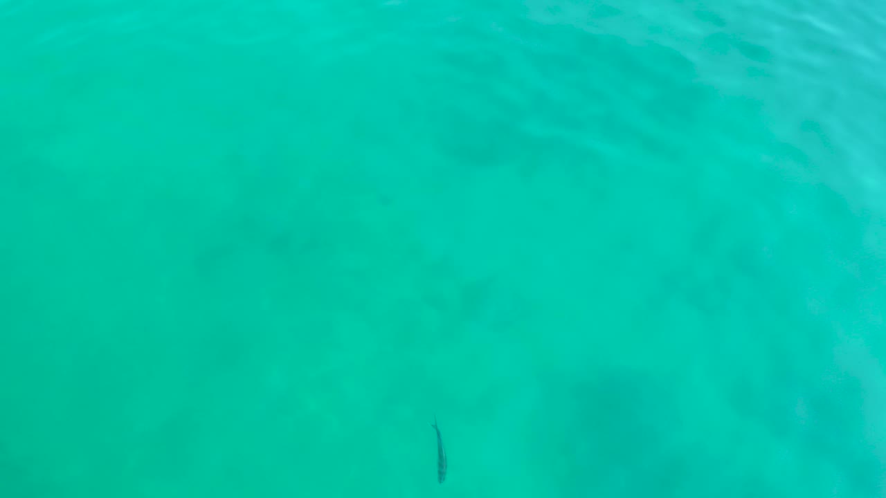 A small dark fish-like marine creature appears in the lower right area of turquoise water at Shipwrecks Los Cabos, with no visible people.
