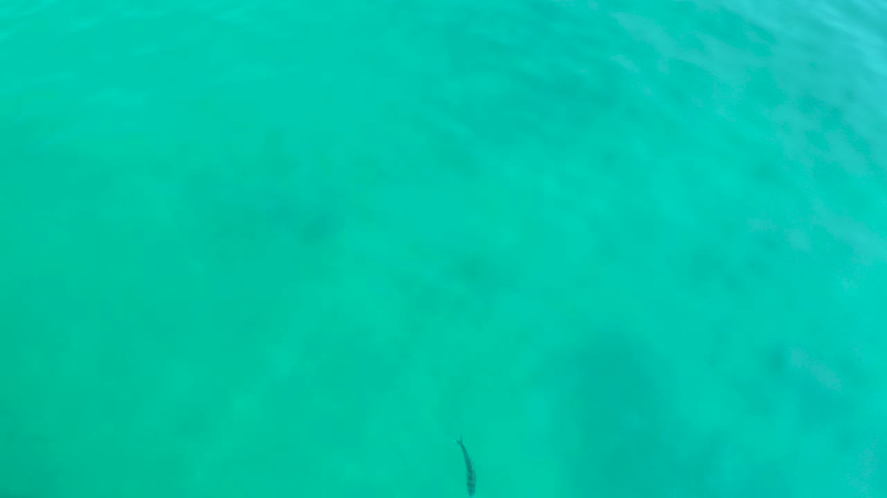 Turquoise ocean surface with a small dark creature near the bottom.