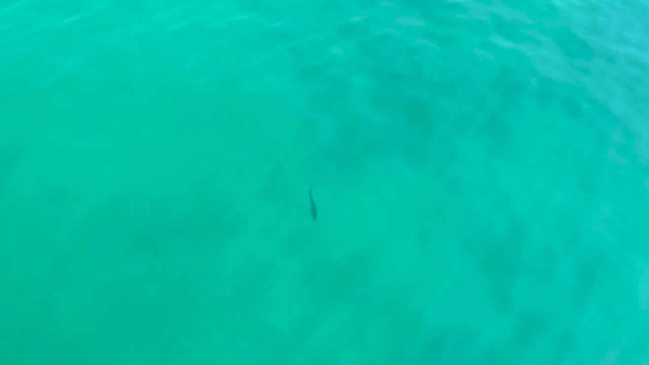 Small dark fish in clear turquoise water