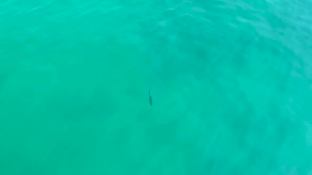 A small fish sits near the center of the turquoise water at Shipwrecks Los Cabos, with faint surface texture and no visible people.