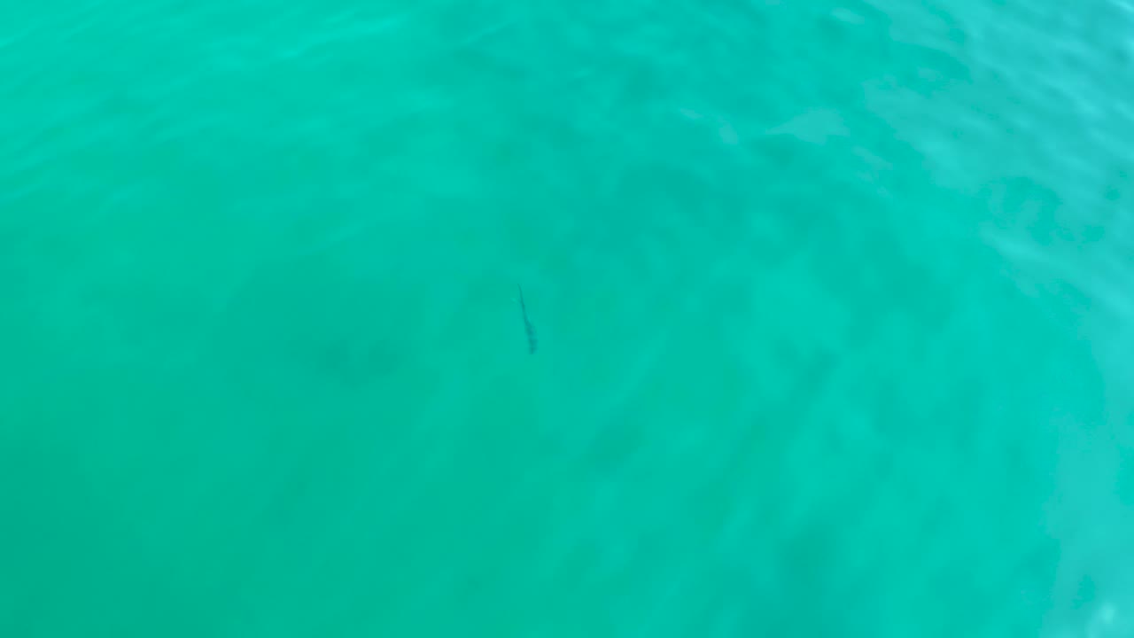 The fish is visible beneath rippled turquoise water at Shipwrecks Los Cabos, with the frame filled entirely by water and no visible people.
