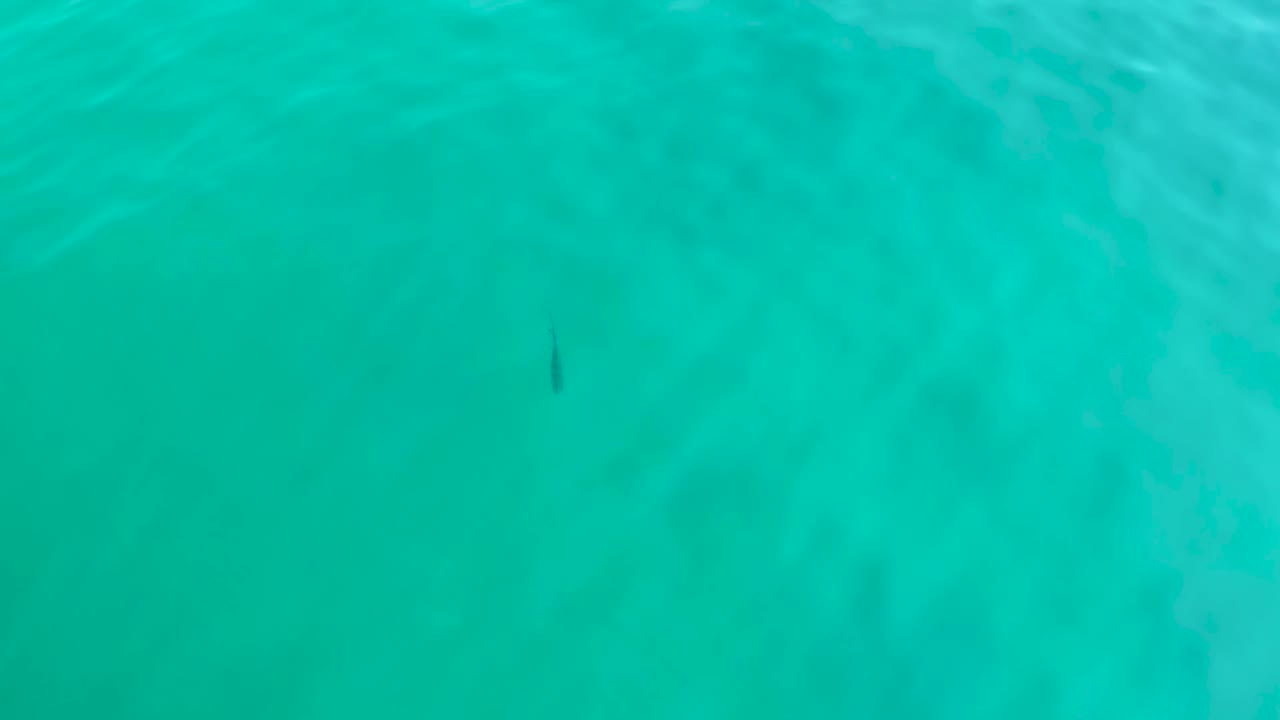 Clear shallow turquoise water fills the view at Shipwrecks Los Cabos, where a small dark fish remains visible near the left side with no visible people.