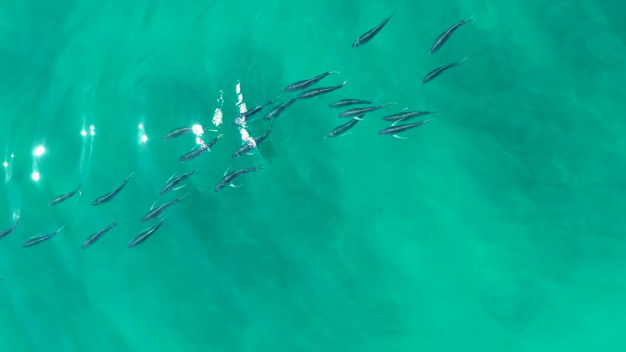 Small fish swimming in clear turquoise water with sun glare.