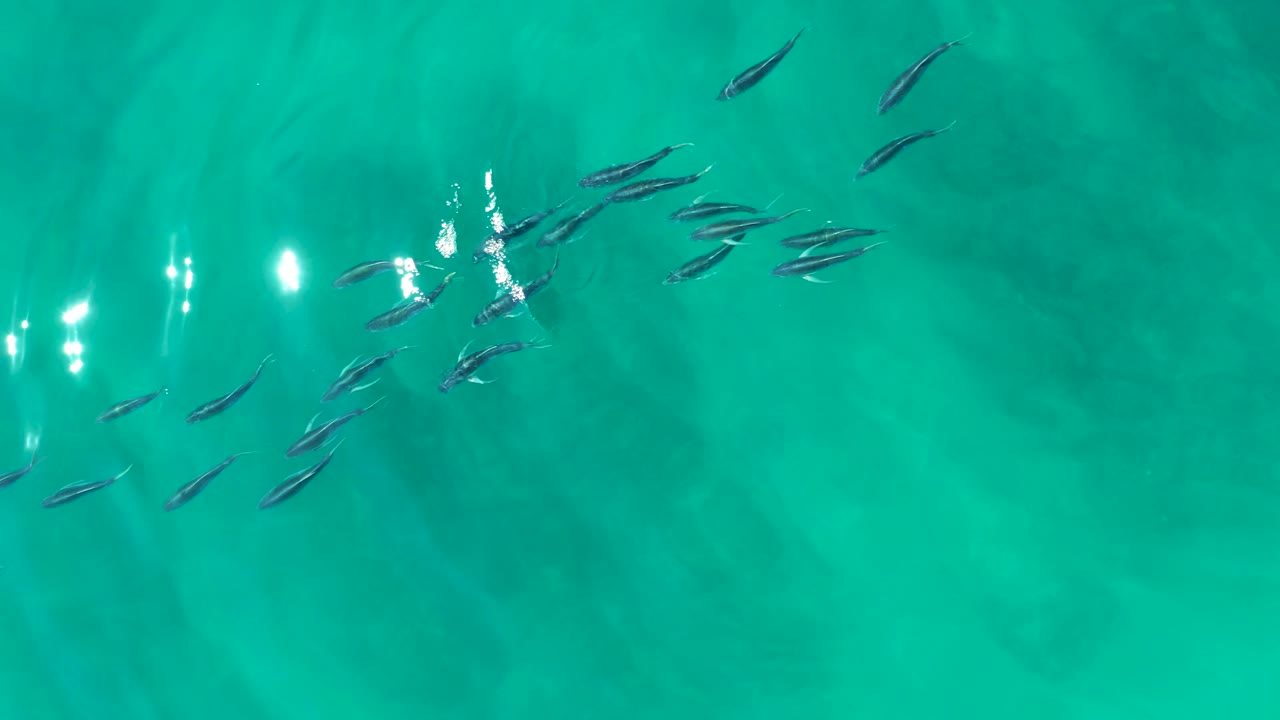 A loose school of small dark fish moves through clear turquoise water at Shipwrecks Los Cabos, with sun sparkle near the center-left and no visible people.