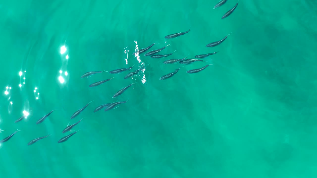Small fish are scattered near the upper half of the frame in clear turquoise water at Shipwrecks Los Cabos, with bright white reflections and no visible people.