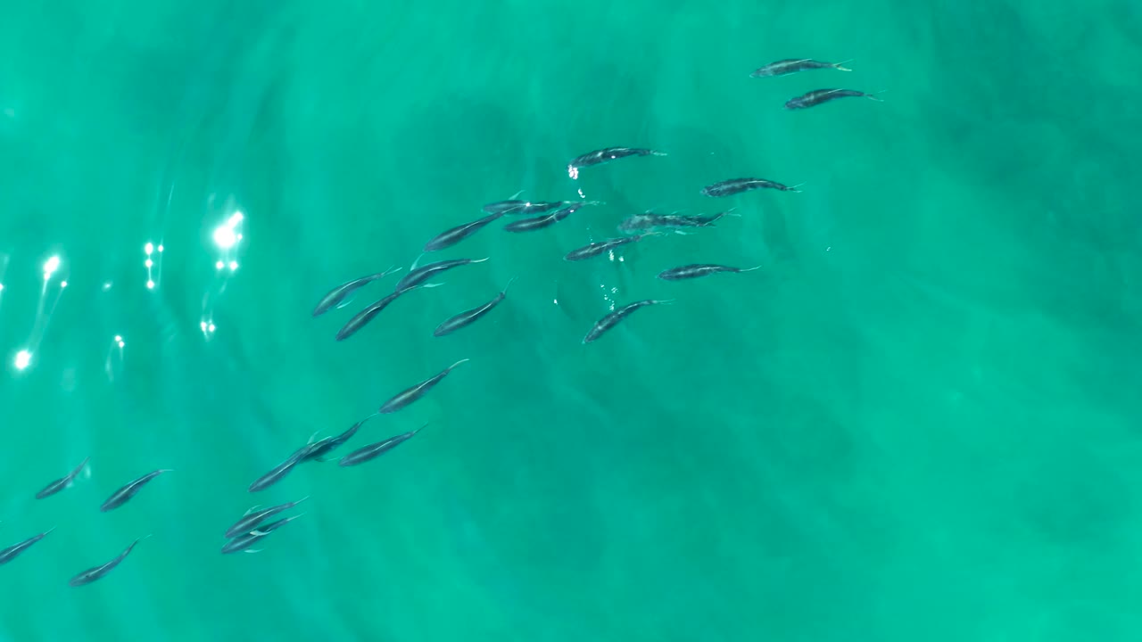 Several small fish gather left of center in clear turquoise water at Shipwrecks Los Cabos, with strong sun glare on the left edge and no visible people.