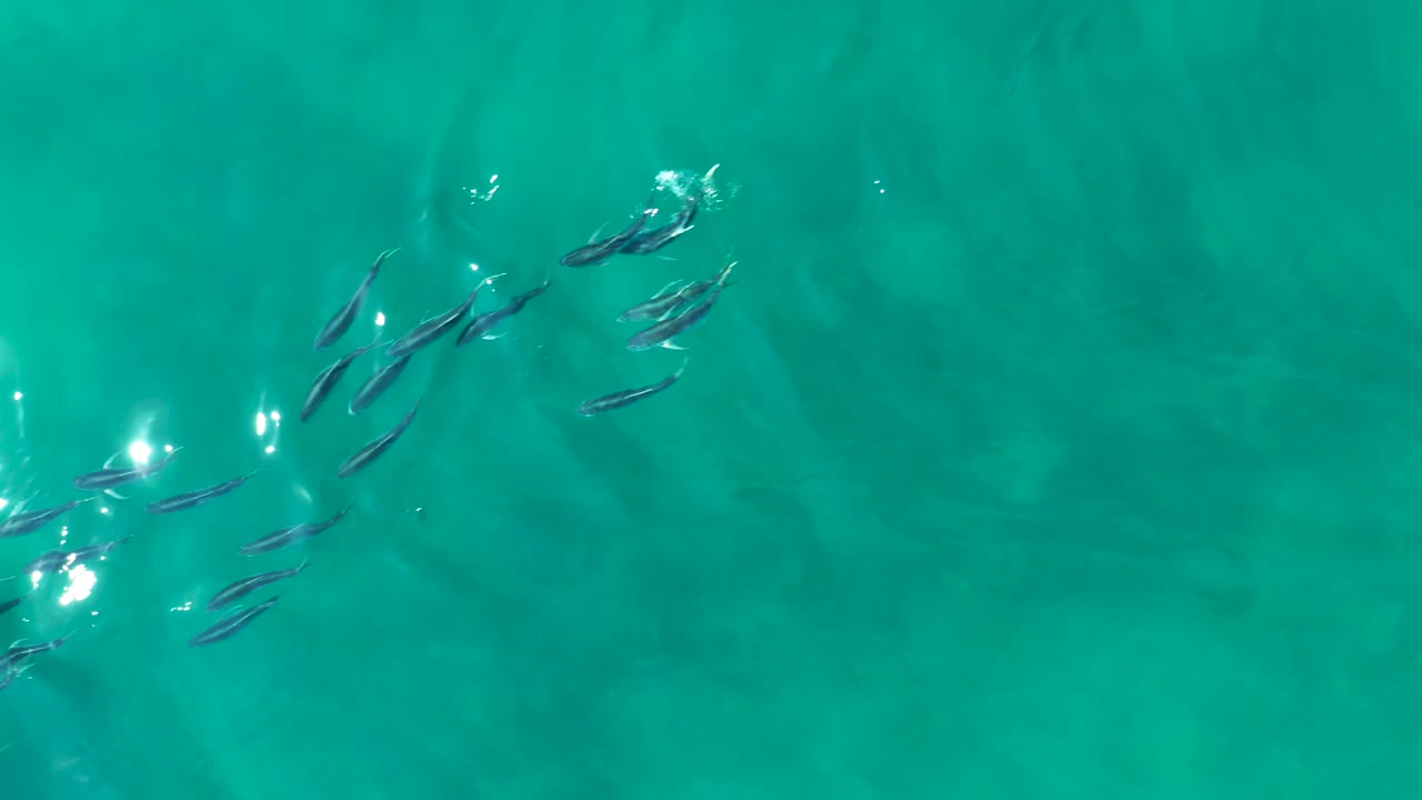 At Shipwrecks Los Cabos, small fish gather near the upper left of clear turquoise water with bright surface glints and no visible people.