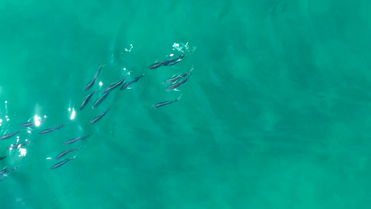 At 0:01, the fish spread slightly across the upper half of the turquoise water while sun reflections streak along the left side, with no visible people.