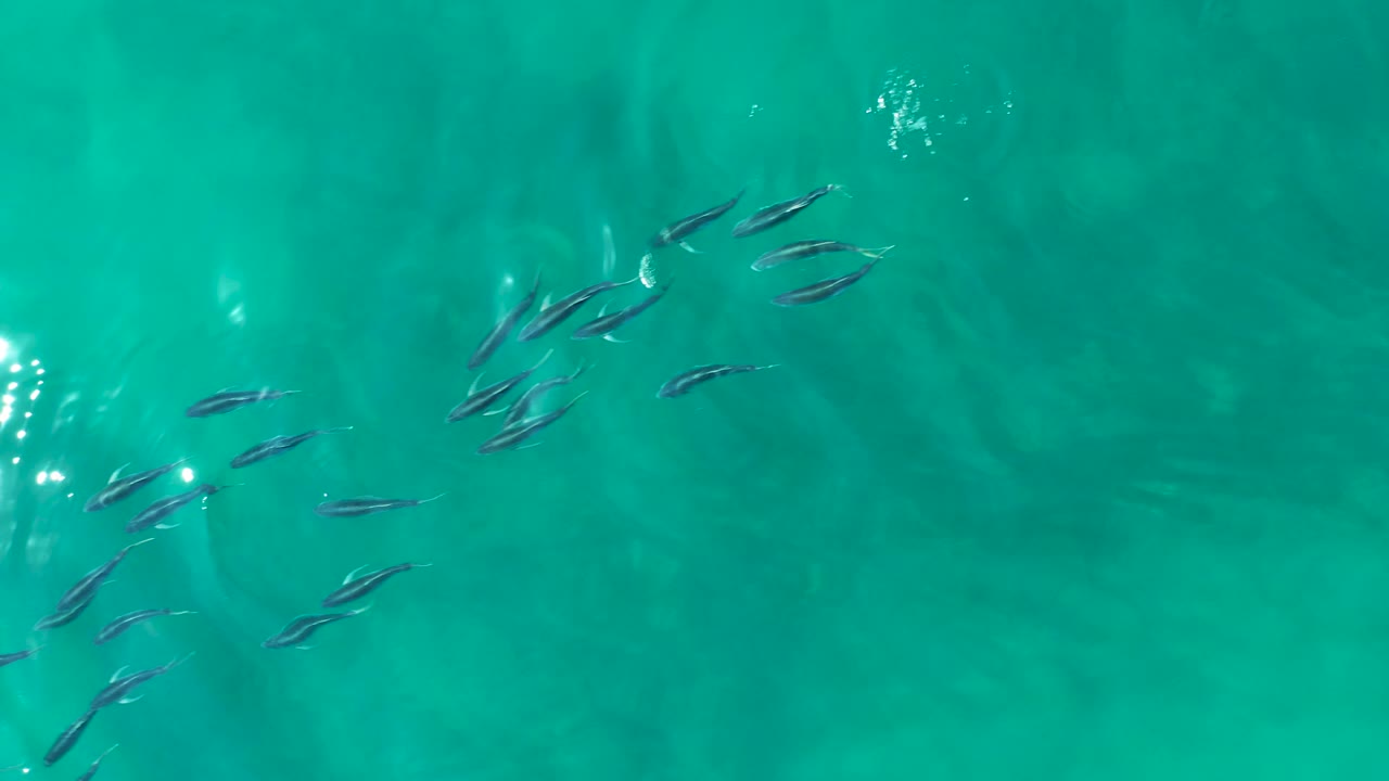 At Shipwrecks Los Cabos, fish cluster toward the upper right in clear green-blue water with soft sandy patterns beneath and no visible people.
