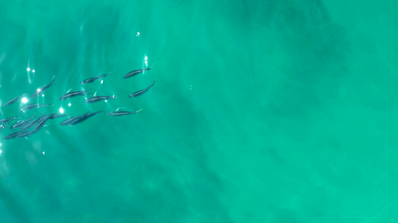 Small dark fish swim near the left side of clear turquoise water at Shipwrecks Los Cabos, with bright sun flecks on the surface and no visible people.