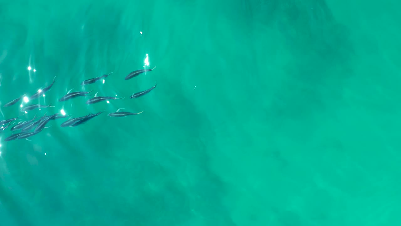 Fish school centered left in clear turquoise water.